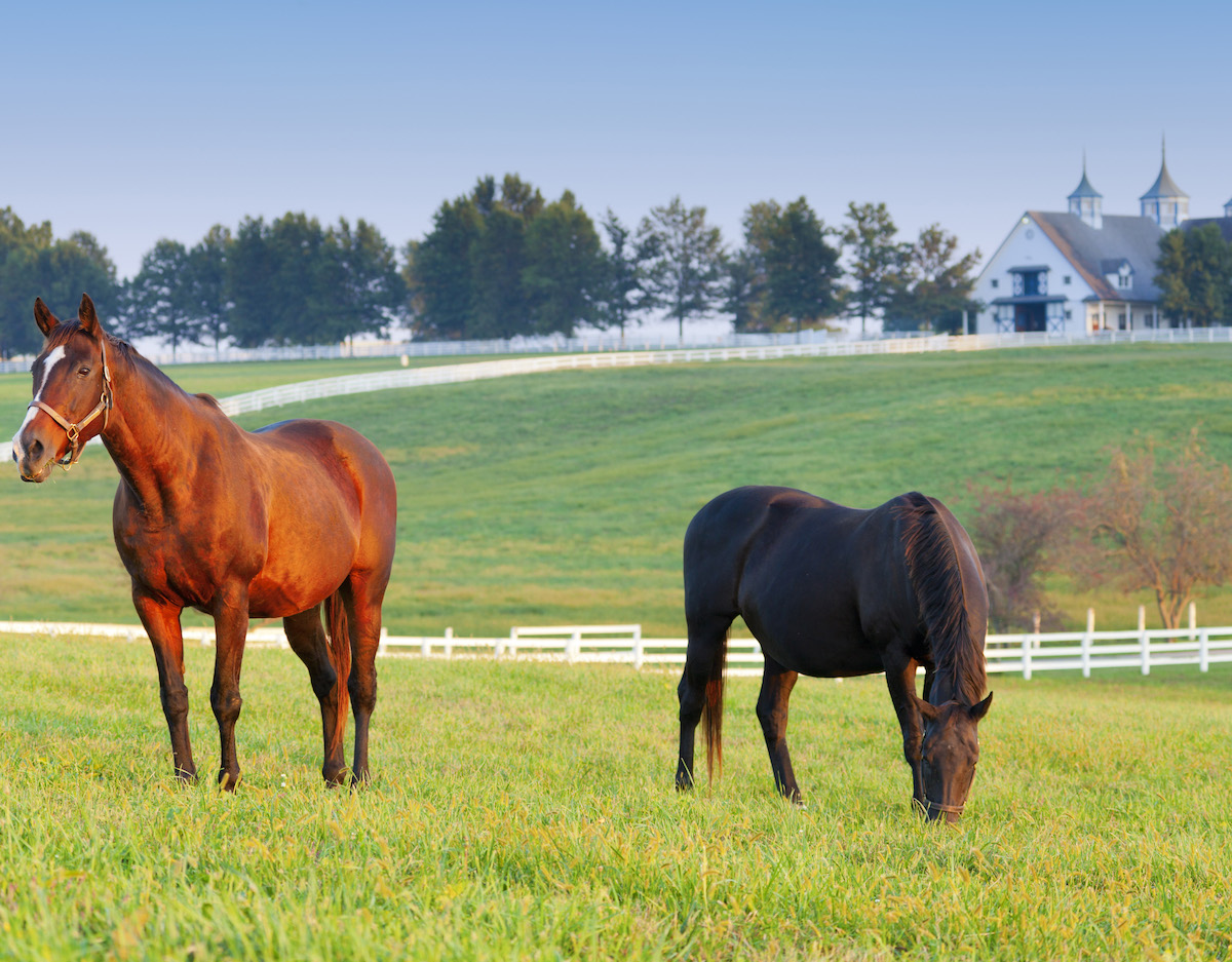 Kentucky Derby Travel Package Champion Sports Travel